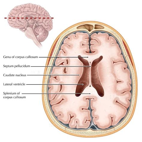 Cerebral Nucleus