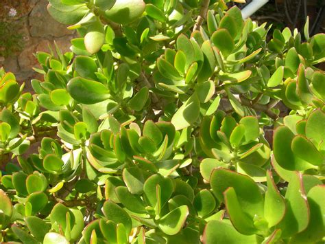 Free Picture Penny Tree Leaves