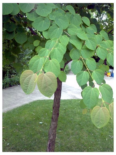 tree with heart-shaped leaves