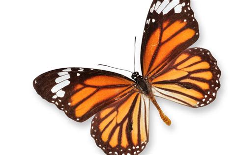 Butterfly In Spanish English To Spanish Translation