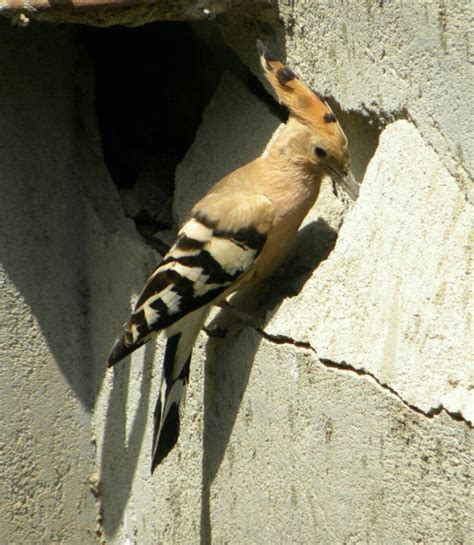 Birds Of Egypt Hud Hud” The Hoopoe Aishas Oasis Amelia Peabody