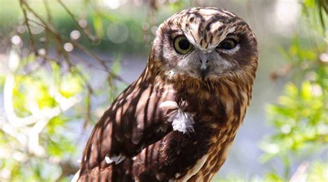 Boobook Owl Booderee National Park