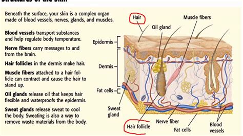 Integumentary System Concept Map