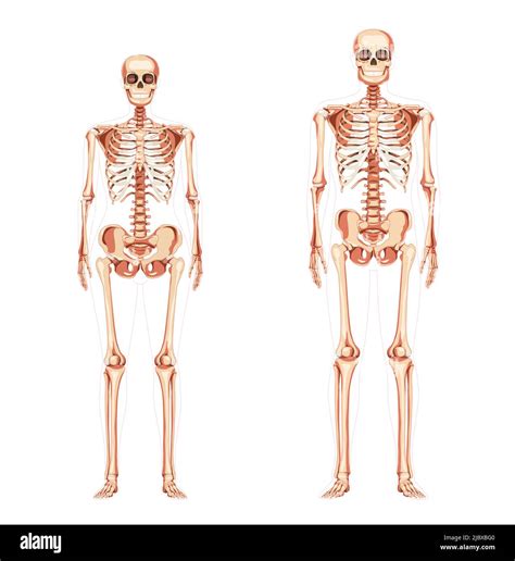 Set Of Women And Men Skeleton Human Body Bones Of Male And Female Lady And Gentlemen Front View