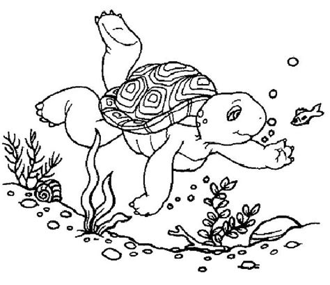 Coloring Pages Turtles Free Printable Coloring Pages Turtle Coloring