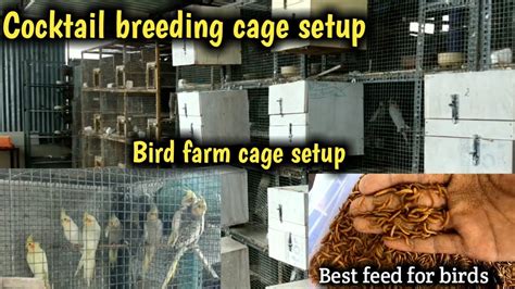 Cocktail Breeding Cage Setup Tamil Bird Farm Setup Best Live Feed