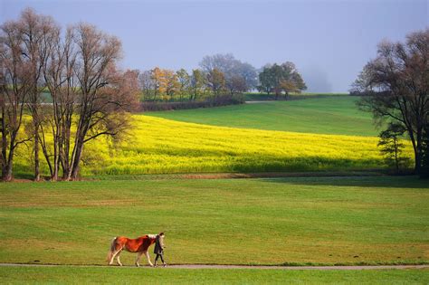 Pferd Felder Herbst Kostenloses Foto Auf Pixabay Pixabay