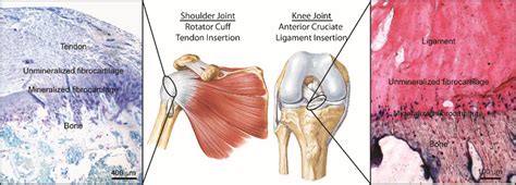 Morphology Of The Supraspinatus Tendon To Bone Insertion Site 38 Download Scientific Diagram