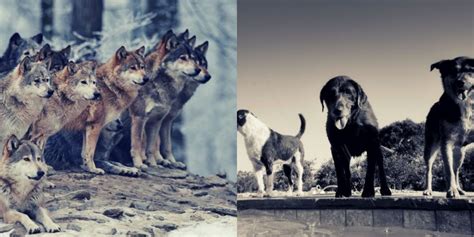 Differences Between Wolves and Dogs – Looks, Genetics & FAQ