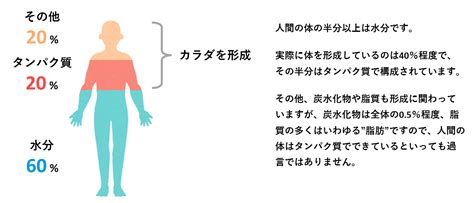 タンパク質のはたらきの検索結果 Yahooきっず検索