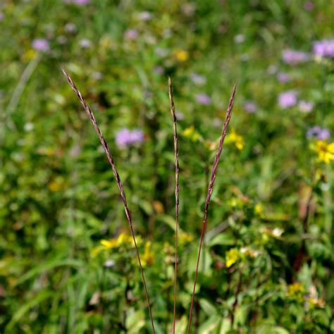 Prairie Future Seed Company Slender Wheatgrass Plant