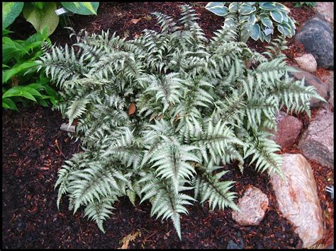 JAPANESE PAINTED FERN – Hinsdale Nurseries – Welcome to Hinsdale Nurseries