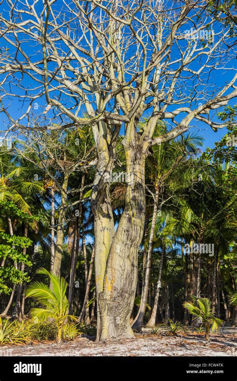 Ceibo Barrigón (big bellied Ceiba) a Kapok family tree found on dry ...