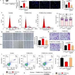 MiR 145 5p Enhanced The Proliferation And Migration Of HG Induced HDFs