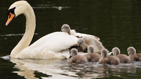 Swan Cygnets First Adventures 4K Discover Wildlife Robert E