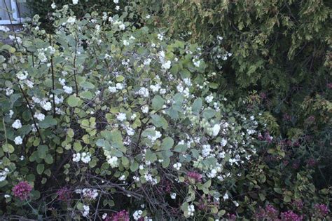 Snowberry Midwest Gardening