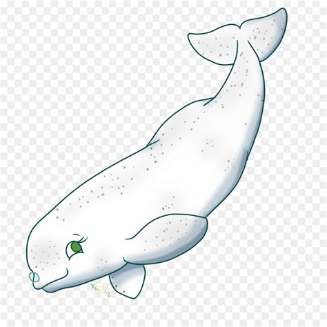 Free Clip Cartoon Beluga Whale Download Free Clip Cartoon Beluga Whale Png Images Free