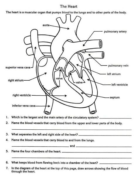 Heart Diagram Blood Flow Worksheet Circulatory System