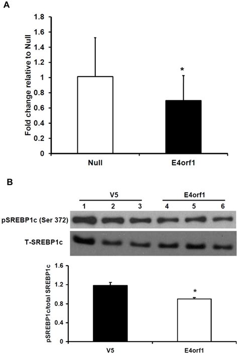 Hepg2 Cells Were Transfected With E4orf1 Or Null Vector A Expressed