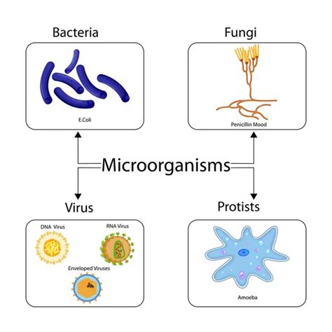 Carta Educativa De Biolog A Para Tipos De Diagrama De Microorganismos