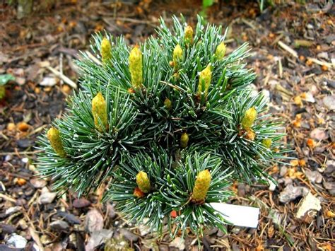 Sosna oścista Silver Wonder Pinus aristata Pinus aristata Silver