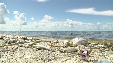 Red Tide Affecting Beaches On Manasota Key Youtube