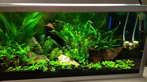 Planted Aquarium Update 2 Youtube