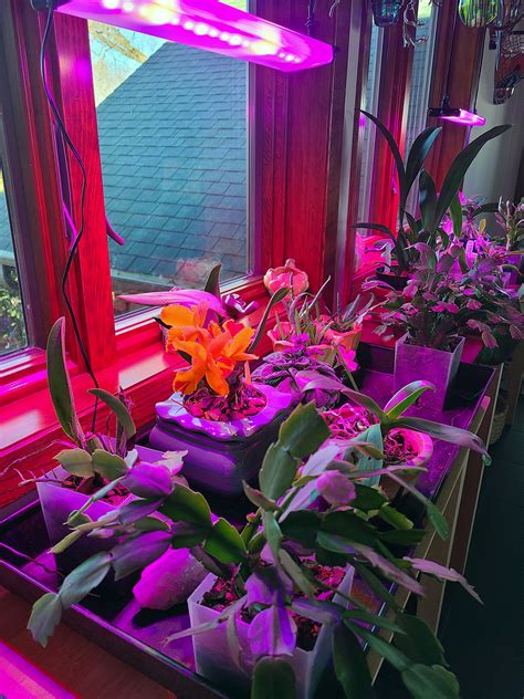 How To Choose The Right Grow Lights For Plants At Every Stage Grow