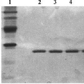 SDS PAGE Analysis Of Purified Wild Type And Glu 65 Asp Ser 103 Ala And