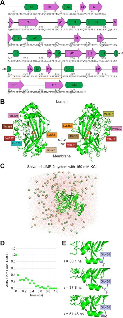 Structure Sequence And Simulation Limp Apo A Sequence And