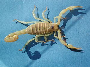 Desert scorpion Facts for Kids