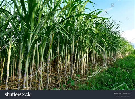 Sugar Cane Plantation