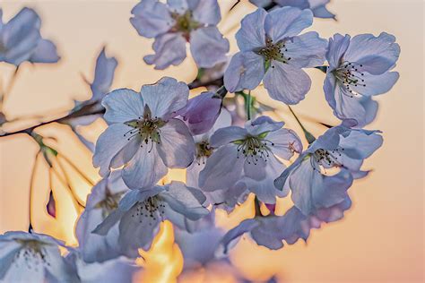 Sunset Cherry Blossoms Photograph by Zachary Adams - Fine Art America