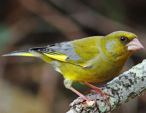 Birds Of The World European Greenfinch