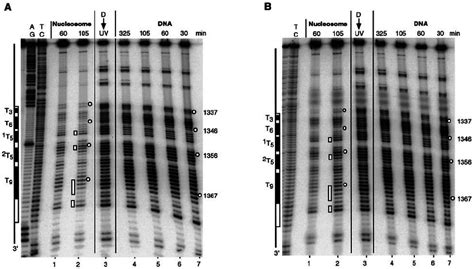 Cpd Incision In Nucleosomes And Naked Dna By T Endonuclease V