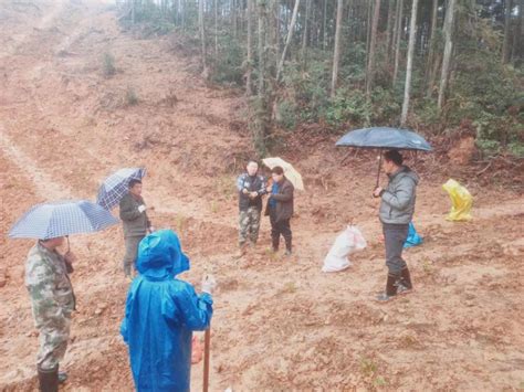 安福县陈山林场大力推进春季造林 Isenlincn