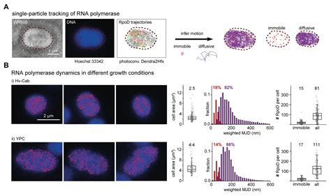 Frontiers Establishing Live Cell Single Molecule Localization