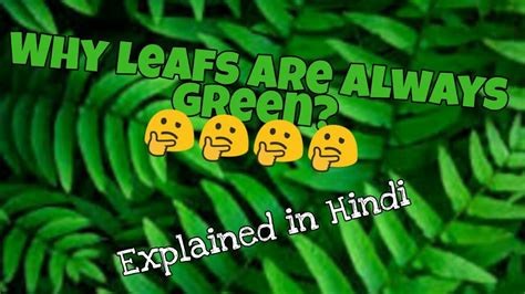 Why Plants Are Green Full Explanation Youtube