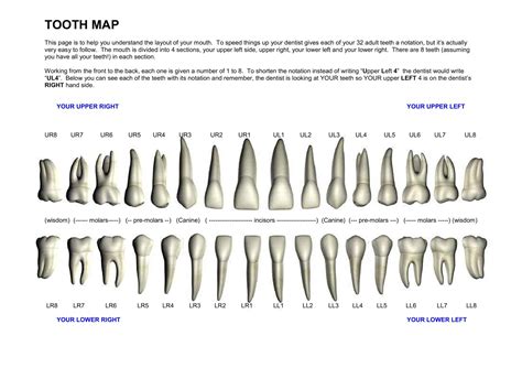 Printable Tooth Numbering Chart – NBKomputer