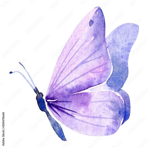 Purple Butterfly On An Isolated White Background Watercolor Painting