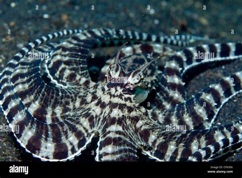 Mimic Octopus Camouflage Mode Stock Photo, Royalty Free Image: 48516278 - Alamy