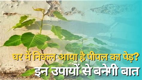 Vastu Tips Know Jyotish Upay How To Remove Peepal Tree From House Ghar