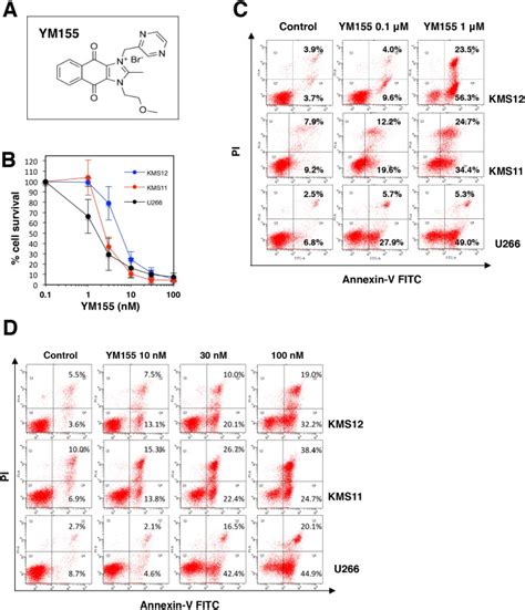 Ym155 Exerts Potent Cytotoxic Activity Against Quiescent G0g1