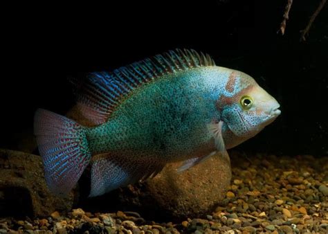 1026 best Cichlids images on Pinterest