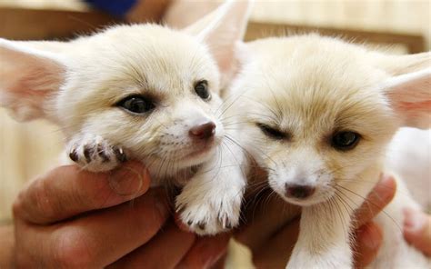 Fennec Fox As A Pet Do They Make Good Pets Pets For Children