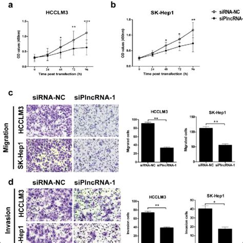 PlncRNA 1 Suppresses The Proliferation Migration And Invasion Of HCC