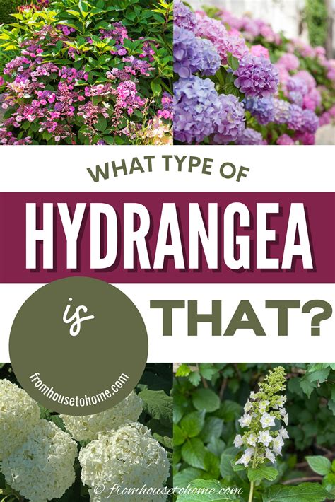 Types Of Hydrangeas And How To Identify Them