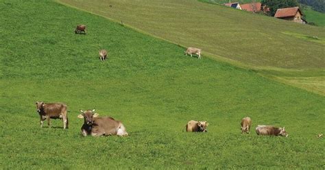 Avoiding Soil Compaction When Grazing Cover Crops Field Crop News