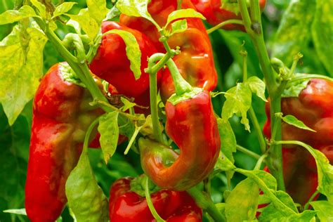 How To Grow Peppers In Your Vegetable Garden