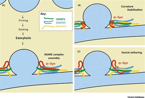 Synuclein Regulator Of Exocytosis Endocytosis Or Both Trends In